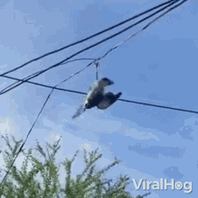 trying to escape viralhog stuck trying to fly away bird tied in a rope