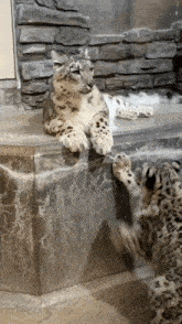 Snow Leopard Pawing At You Paws At You GIF - Snow Leopard Pawing At You Paws At You Snow Leopard Paws GIFs