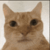 Cat Cat Reaction GIF - Cat Cat Reaction Funny GIFs