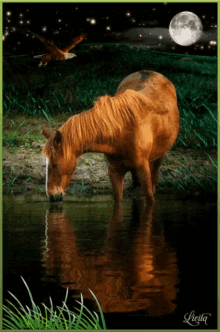 Horse Grass GIF - Horse Grass Water GIFs