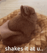 a person petting a small brown rabbit with the words shakes it at u.