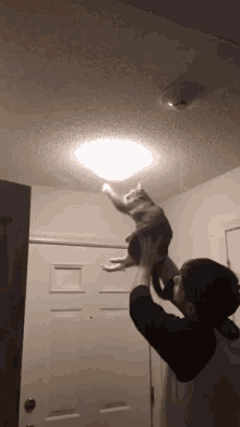 Cat Lamp GIF - Cat Lamp Spider GIFs