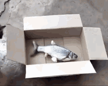 Cat Fish GIF - Cat Fish Box GIFs