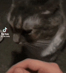 Jerma Cat GIF - Jerma Cat Jerma Cat GIFs