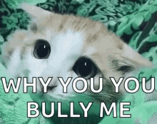 Cat Bully GIF - Cat Bully Why Do You Bully Me GIFs