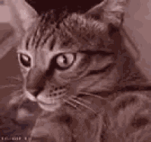 Cat Shocked GIF - Cat Shocked Woah GIFs