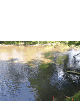 a river with trees in the background and a log in the foreground