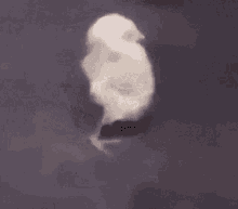a small white puppy is walking on a gray surface