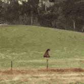 Sitting On Grass Miserable Horse GIF - Sitting On Grass Miserable Horse Sad Horse GIFs