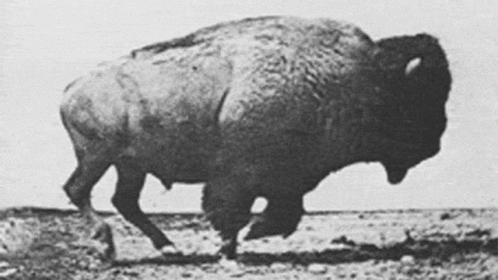 bison running gif