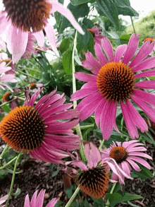 Pink Flowers GIF - Pink Flowers Happy GIFs