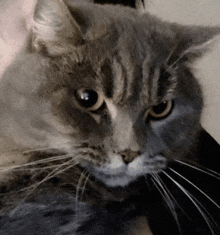 a close up of a cat 's face with a person holding it