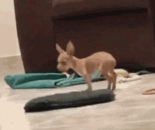 Suspicious Dog GIF - Suspicious Dog Chihuahua GIFs