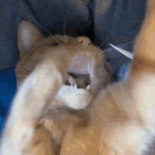 Excited Cat GIF - Excited Cat Dance GIFs