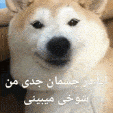 a close up of a dog 's face with foreign writing on it