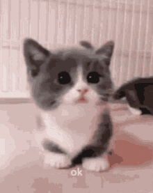 Cute Cat Cat Saying Ok GIF