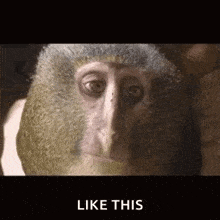 Monkey Facepalm GIF - Monkey Facepalm Side GIFs