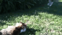 Drive-by GIF - Cats Dogs Play GIFs