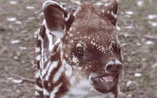 Tapir Laser GIF