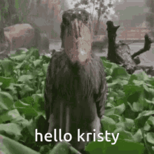 Kristy Shoebill GIF - Kristy Shoebill Hello Kristy GIFs
