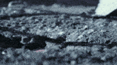 a close up of a rocky surface with a few tiny stones