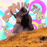 a bull laying on a hill with the words born in the wild surrounding it