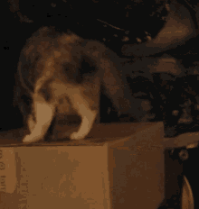 Cat Box GIF - Cat Box Hurry GIFs