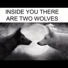 Wolves GIF