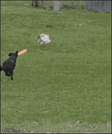 dog chases cat fence explosion