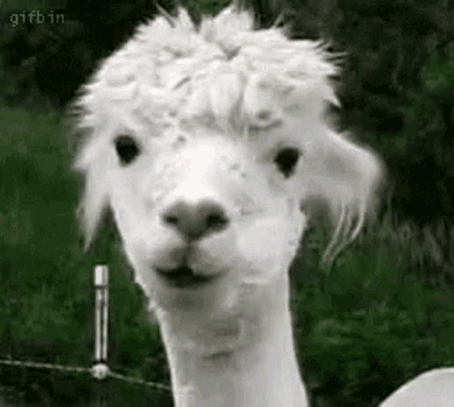smiling llama gif