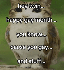 a picture of an owl with a caption that says " hey twin happy gay month you know cause you gay and stuff "