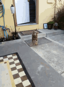 Escapee Dog GIF - Escapee Dog Looking GIFs