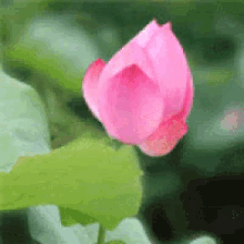 लोटस , कमल फूल , Lotus, Flower, Beautifulflower GIF - लोटस कमल फूल GIFs