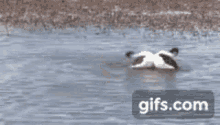 Hooded Grebe Dance Duck Dancing GIF - Hooded Grebe Dance Duck Dancing GIFs