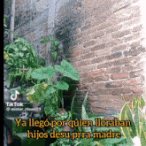 a brick wall with a few potted plants and a caption that says " ya llego " on it