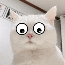 Startled Cat GIF - Startled Cat GIFs