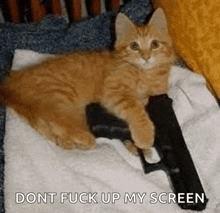 Cat Gun GIF