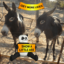 Get More Likes Show A Little Ass GIF - Get More Likes Show A Little Ass Display Your Charms GIFs