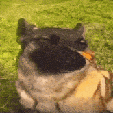 a close up of a dog eating a piece of bread