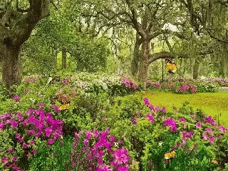 Sakura Spring Flowers - Free GIF on Pixabay - Pixabay