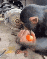 a chimpanzee is eating an orange in front of a wheel