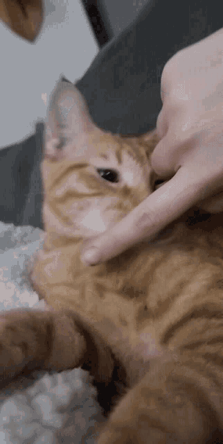 Angry Angry Cat GIF - Angry Angry cat Memeshyne - Discover & Share GIFs