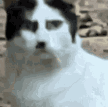 a close up of a black and white cat with a mustache looking at the camera .