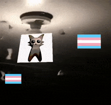 a picture of a cat is surrounded by a transgender flag