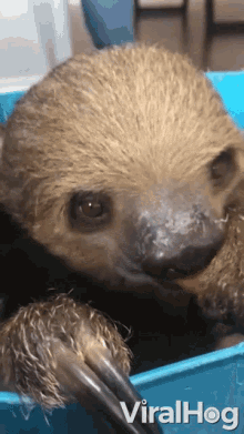 Sloth Eating A Sweet Potato Sloth GIF - Sloth Eating A Sweet Potato Sloth Eating GIFs