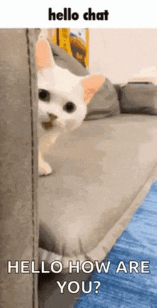 a white cat is peeking out from behind a couch and says `` hello chat hello how are you ? ''
