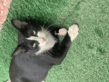Black Cute Cat GIF - Black Cute Cat GIFs