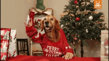 Ugly Sweater Dog GIF - Ugly Sweater Dog Christmas Sweater GIFs