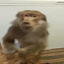 a monkey is standing in front of a freezer
