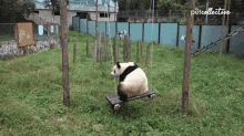 the sopandas panda on swing play time panda animal puns